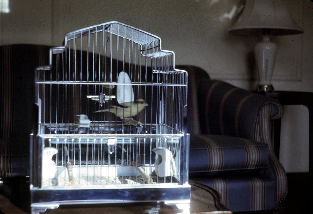 42-01-01, 03, Petey in Cage