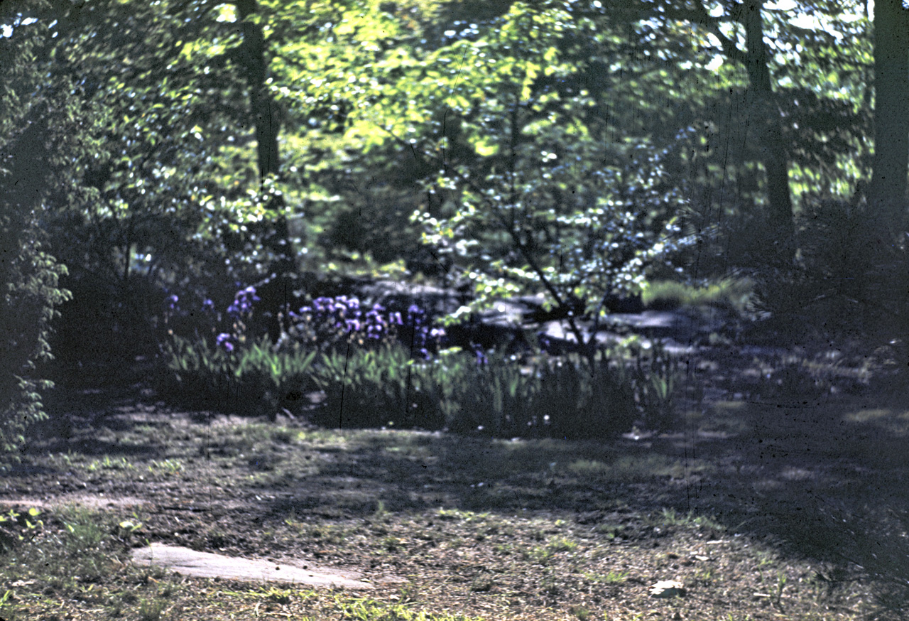 42-05-17, 08, Iris Clump at Allison Park