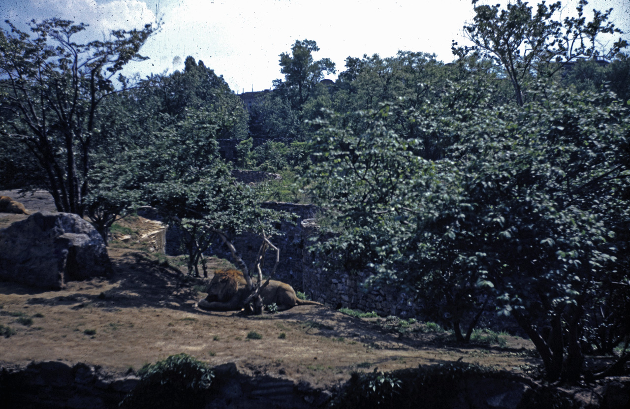 42-05-24, 01, Bronx Zoo, Lion