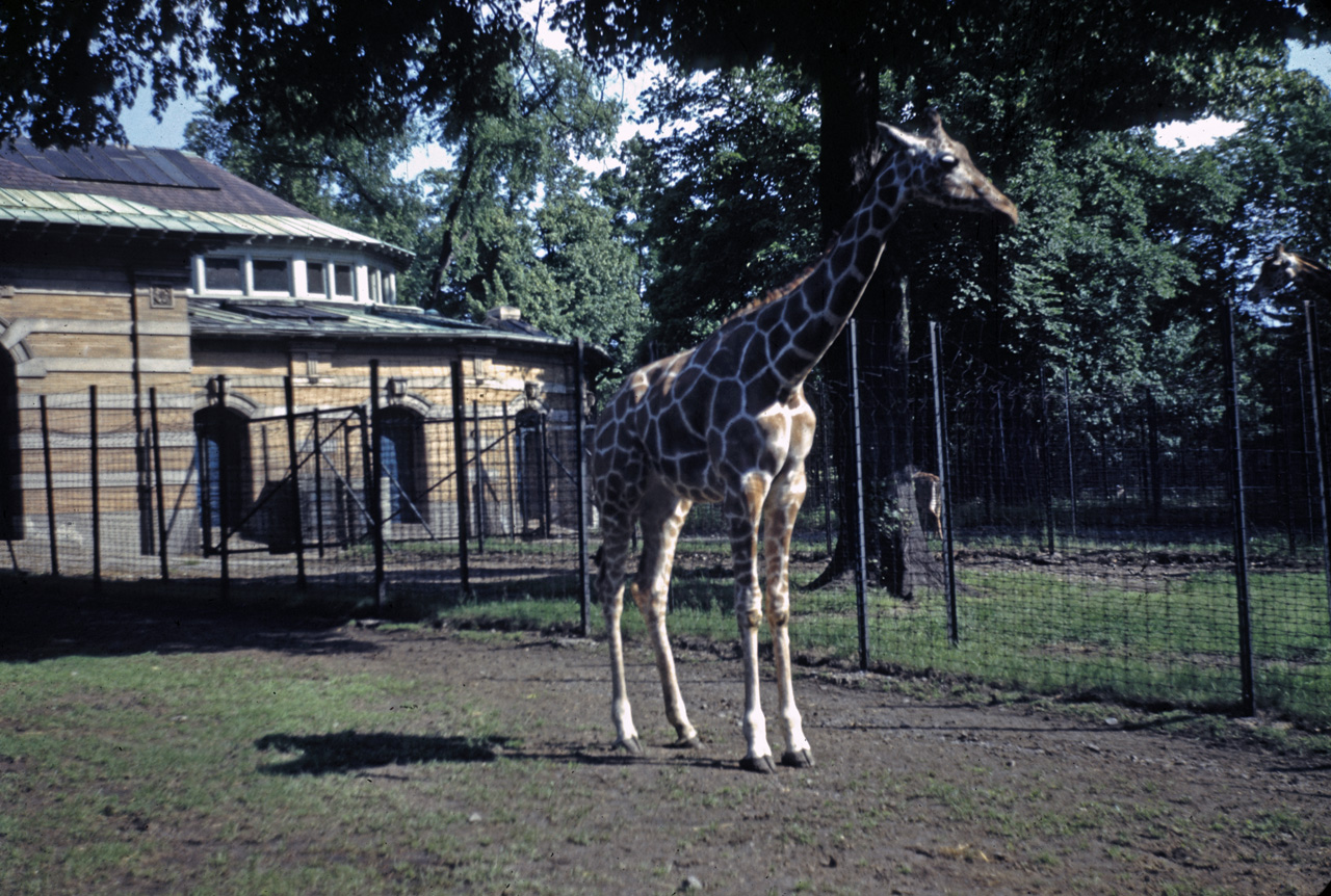 42-05-24, 02, Bronx Zoo, Giraffe