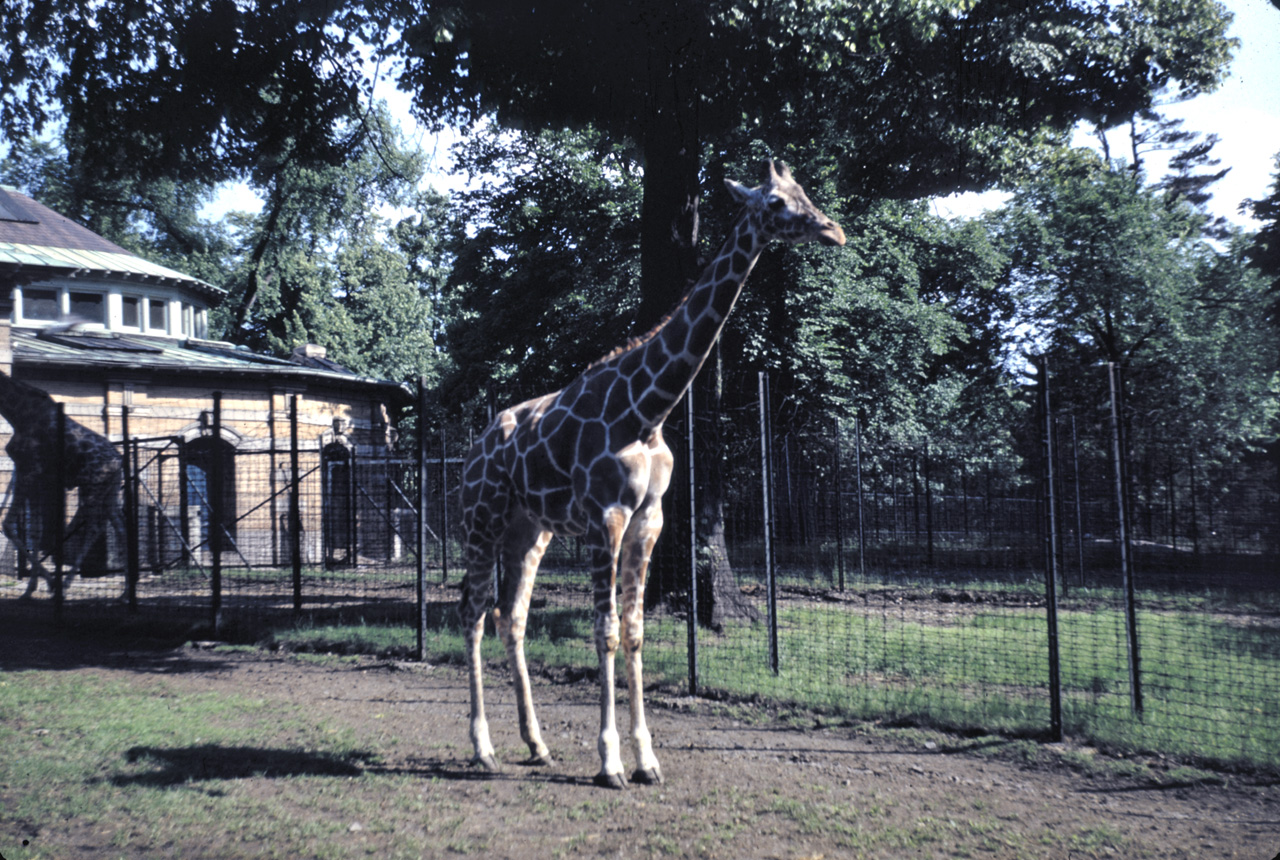 42-05-24, 03, Bronx Zoo, Giraffe