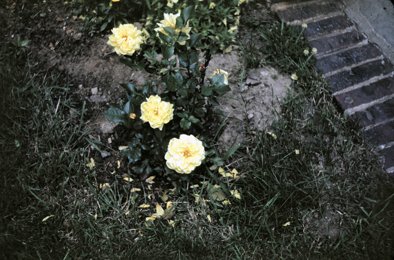 42-05-30, 15, Yellow Roses