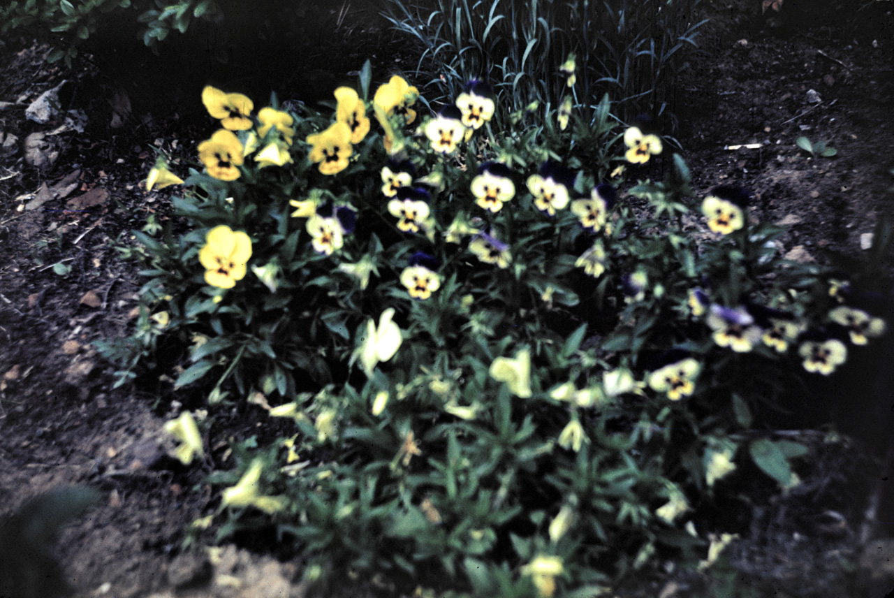 42-05-30, 16, Pausies