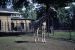 42-05-24, 02, Bronx Zoo, Giraffe