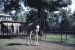 42-05-24, 03, Bronx Zoo, Giraffe