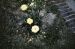 42-05-30, 15, Yellow Roses