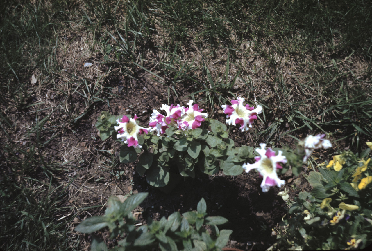 42-07-04, 03, Striped Petunias