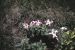 42-07-04, 03, Striped Petunias