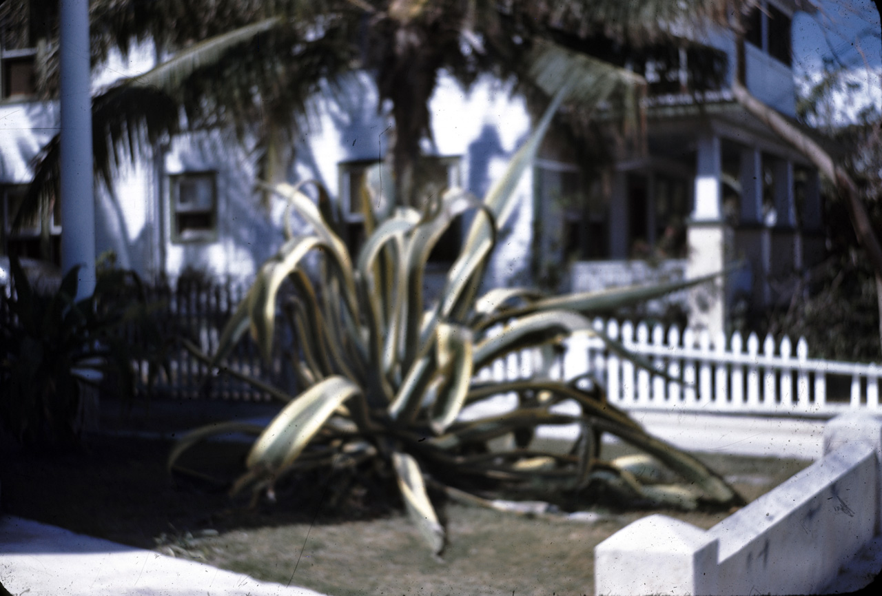 45-06-01, 18, Snake Plant, Keywest Fla