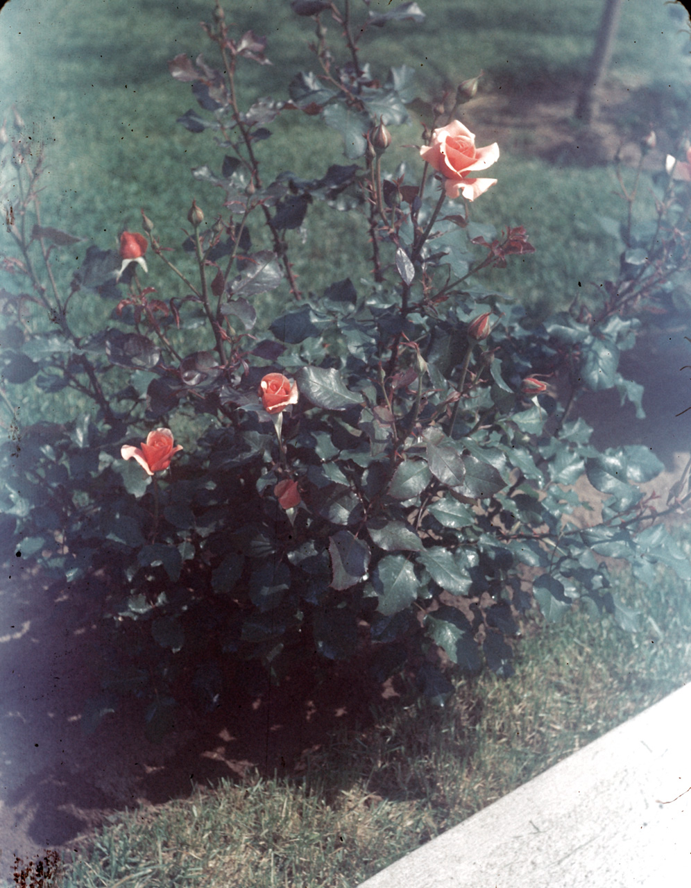 62-06-01, 04, 177 Colonial Ave, Saddle Brook, NJ