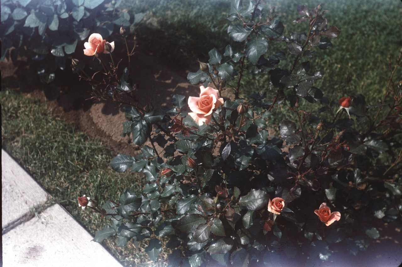 62-06-01, 08, Roses, Saddle Brook, NJ