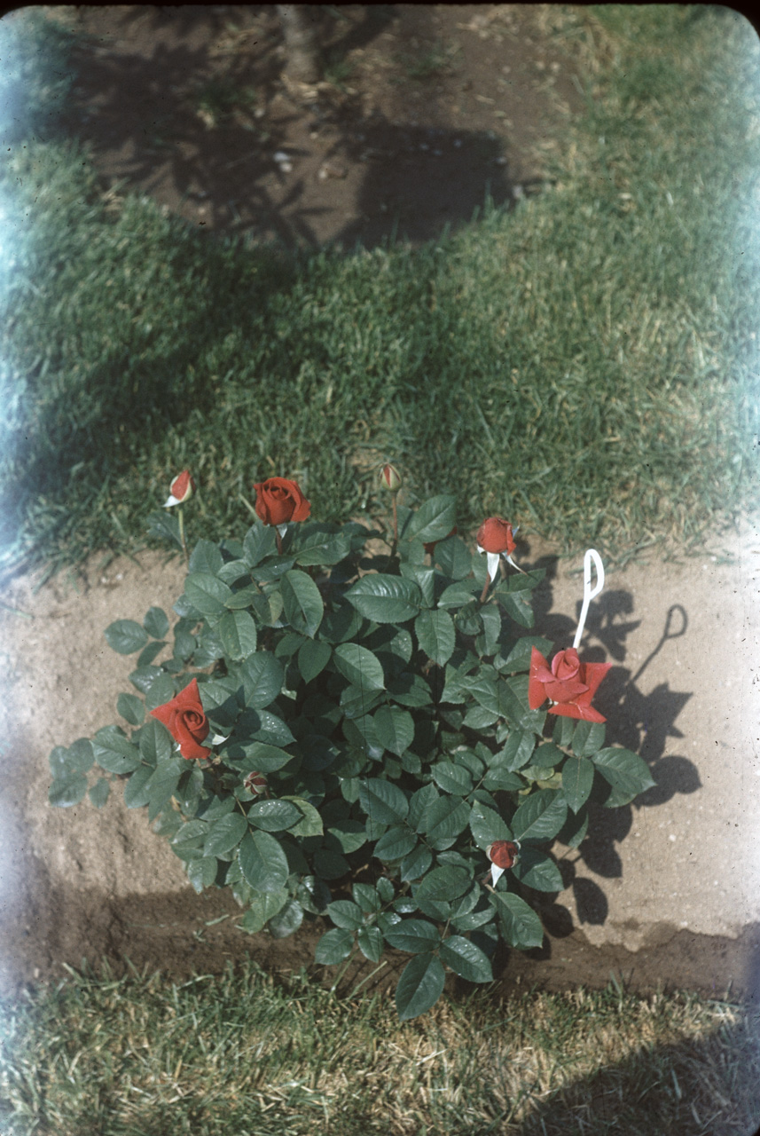 62-06-01, 09, Roses, Saddle Brook, NJ