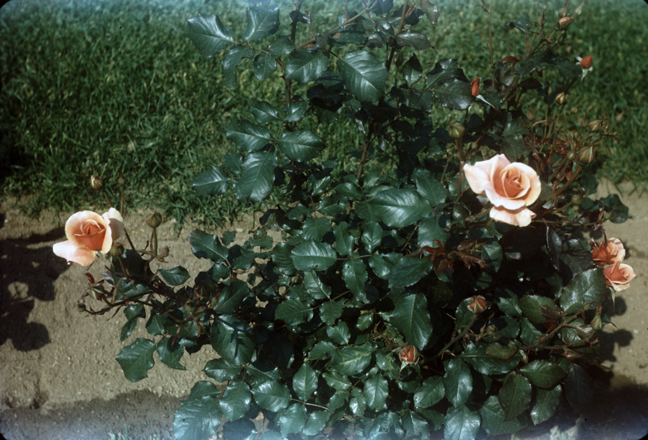 62-06-01, 10, Roses, Saddle Brook, NJ