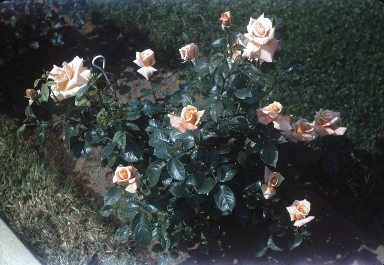62-06-01, 11, Roses, Saddle Brook, NJ