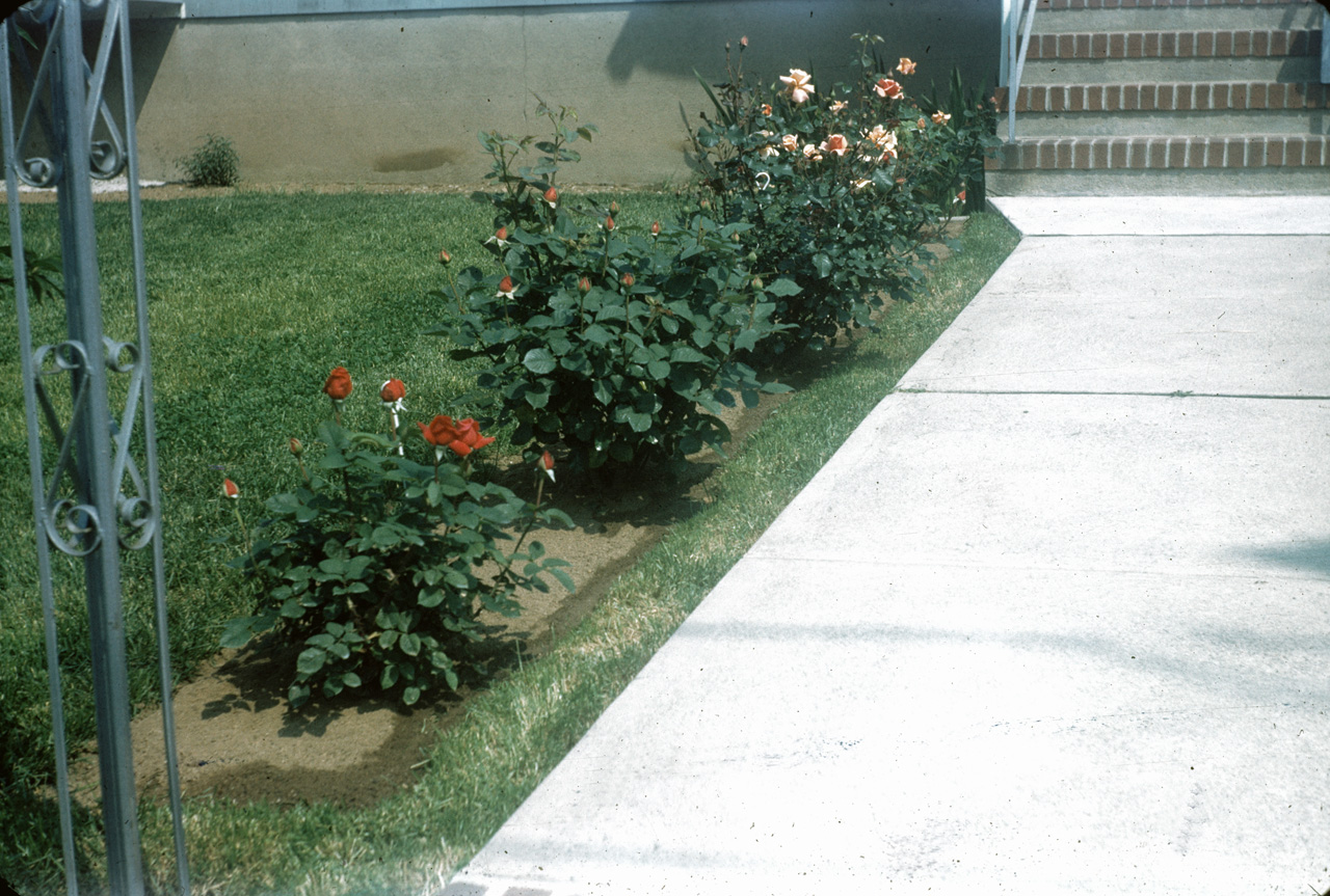 62-06-01, 12, Roses, Saddle Brook, NJ