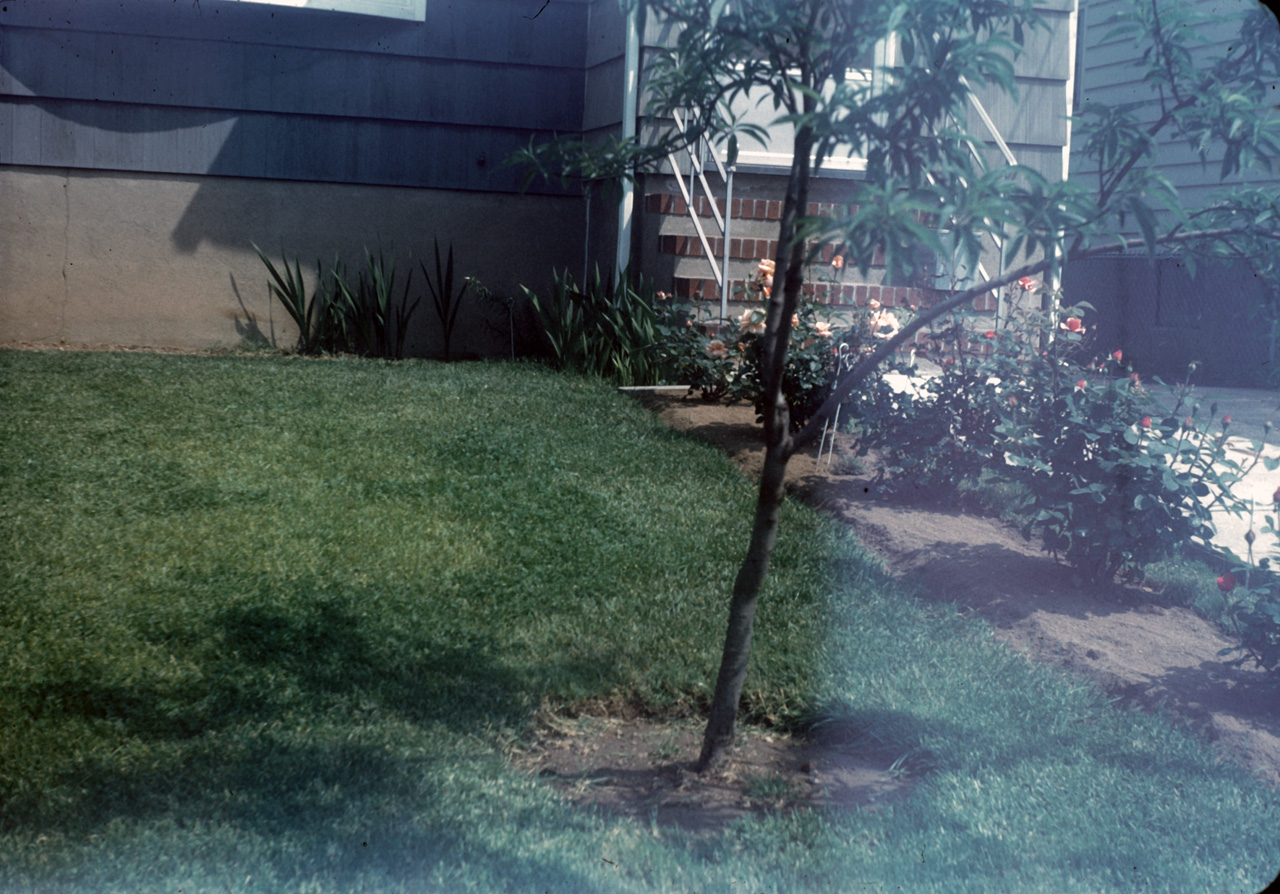 62-06-01, 15, Roses, Saddle Brook, NJ