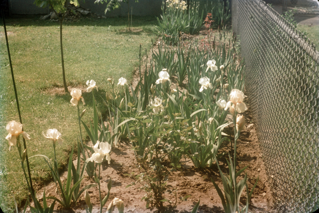 62-06-01, 18, Iris in back yard, Saddle Brook, NJ