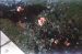 62-06-01, 08, Roses, Saddle Brook, NJ