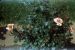 62-06-01, 10, Roses, Saddle Brook, NJ