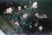 62-06-01, 11, Roses, Saddle Brook, NJ