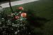 64-07-01, 03, 177 Colonial Ave, Saddle Brook, NJ