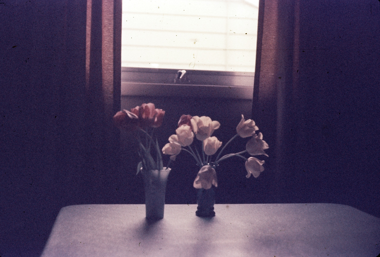 65-05-01, 03, Tulips, Both