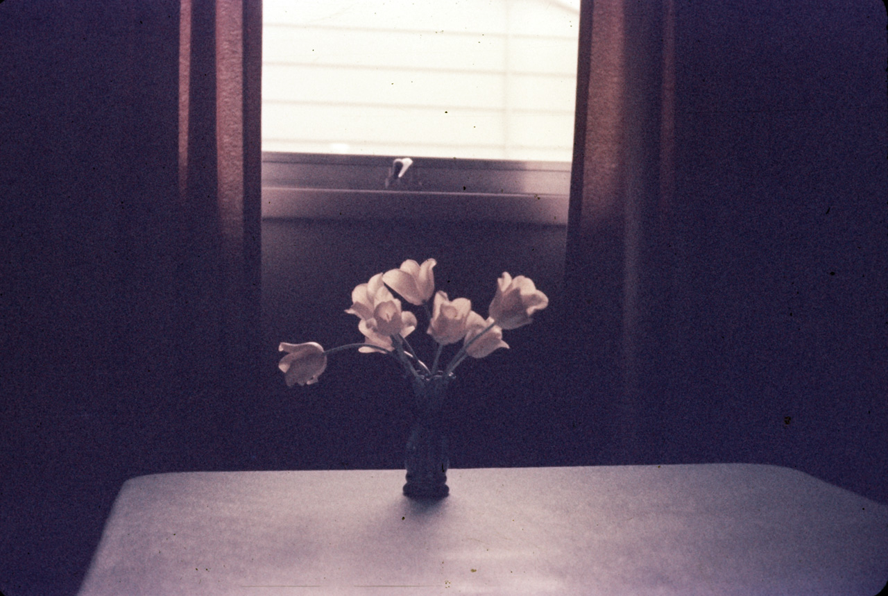 65-05-01, 04, Tulips, Maize & Silver