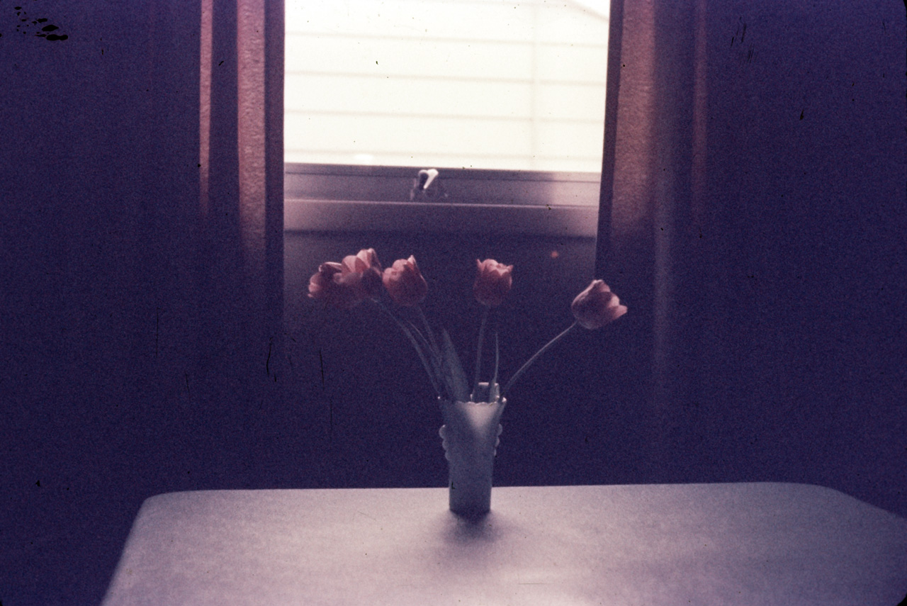 65-05-01, 05, Tulips, Rose colored