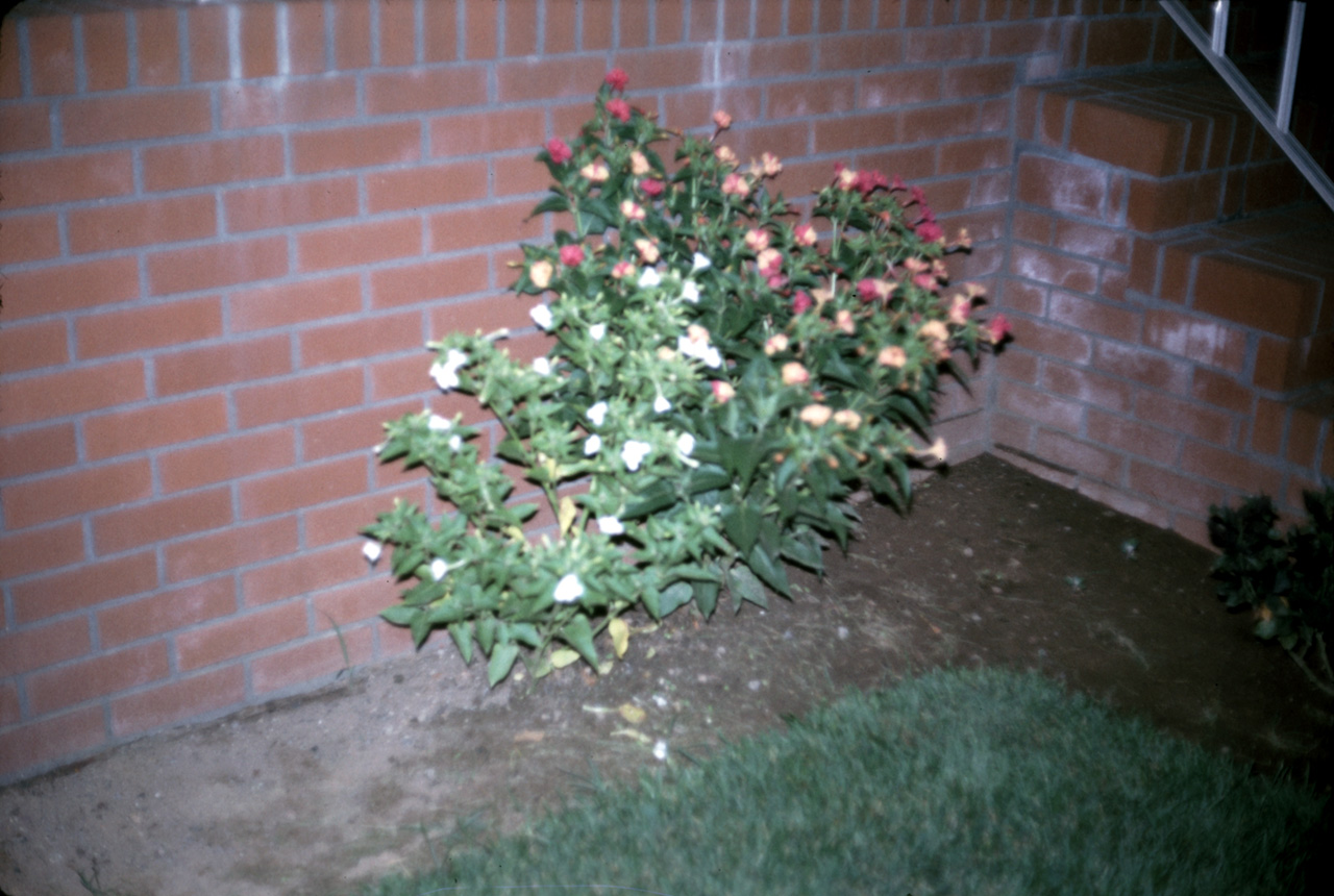 65-07-16, 02, Nicotina Flowers, Saddle Brook, NJ