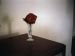 66-06-01, 02, Rose, Saddle Brook, NJ